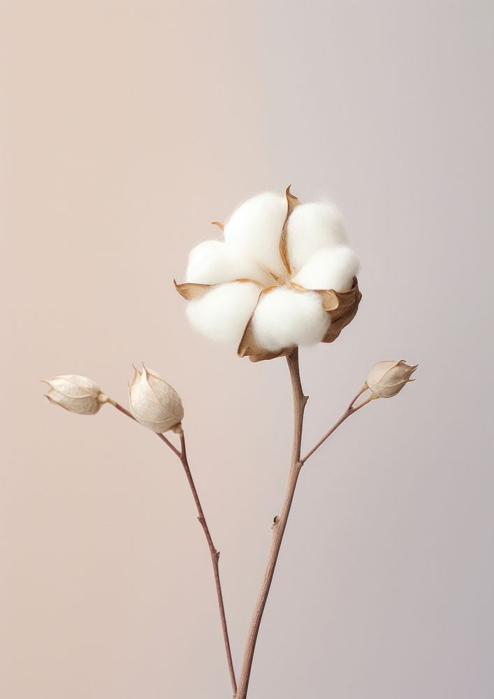 Crema di cotone 07