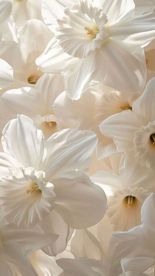 Tè bianco 04